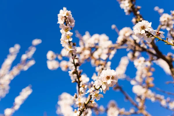 Conceito de primavera, floração e natureza - belas flores de amêndoa — Fotografia de Stock