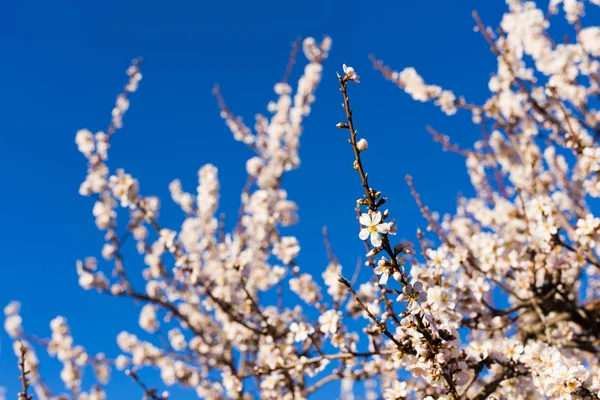 Tavaszi virágzás és a természet koncepció - mandula a szép virágok — Stock Fotó