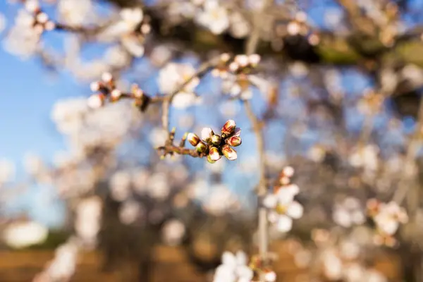 Primavera, fioritura e concetto di natura - bellissimi fiori di mandorlo — Foto Stock