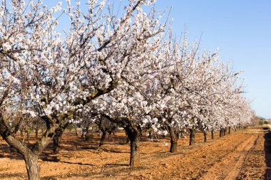 Spring, flowering and nature concept - beautiful almond flowers clipart