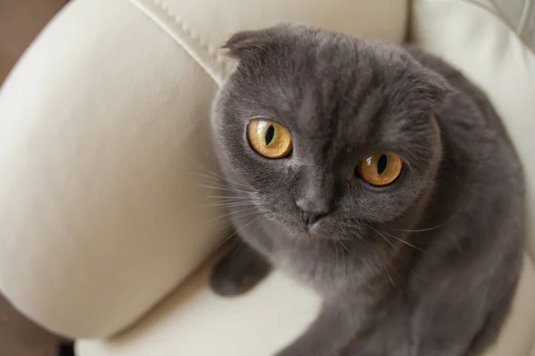 Funny gray scottishfold cat sitting on sofa and looking up - domestic pets concept — Stock Photo, Image