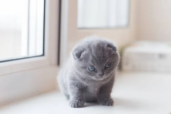 İskoç Fold küçük şirin yavru kedi — Stok fotoğraf