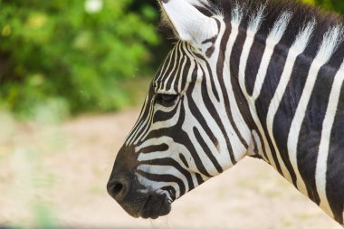 Zebra portre kadar kapatın. Doğada vahşi hayvan