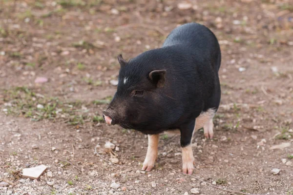 Jabalí negro salvaje o cerdo. Vida silvestre en hábitat natural — Foto de Stock