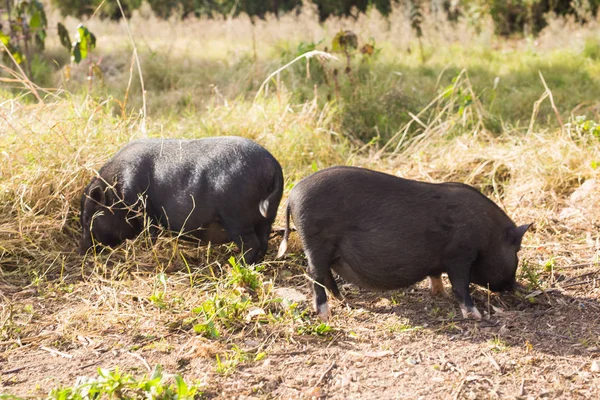 Vilda svart vildsvin eller gris gå på ängen. Vilda djur i naturliga livsmiljö — Stockfoto