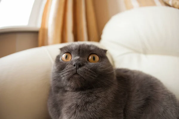 Gris divertido scottishfold gato sentado en el sofá y mirando hacia arriba - concepto de mascotas domésticas —  Fotos de Stock