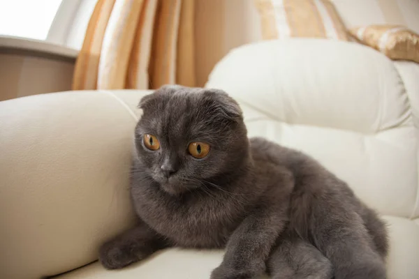 Gris divertido scottishfold gato sentado en el sofá y mirando hacia arriba - concepto de mascotas domésticas —  Fotos de Stock