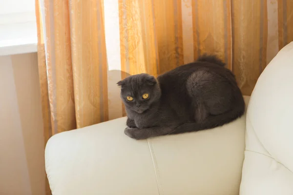 Vicces szürke scottishfold macska ül a kanapé - háziállatok koncepció — Stock Fotó