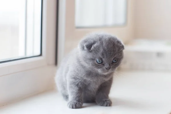 Scozzese Piegare piccolo gattino carino — Foto Stock