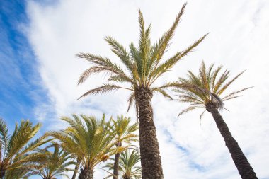 Mavi gökyüzüne karşı palmiye ağaçları.