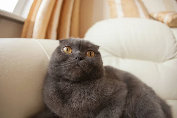 滑稽的灰色 scottishfold 猫坐在沙发上, 看着-家庭宠物概念 — 图库照片