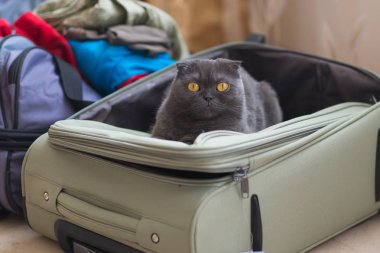 Kedi valizde ya da çantada oturup yolculuk için bekliyor. Evcil hayvan konseptiyle seyahat.