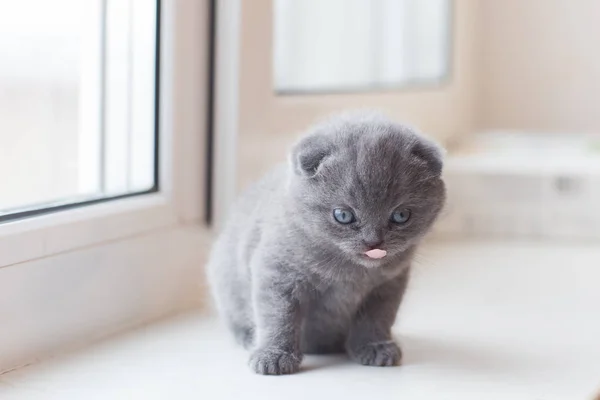 Escocés doblar pequeño lindo gatito — Foto de Stock