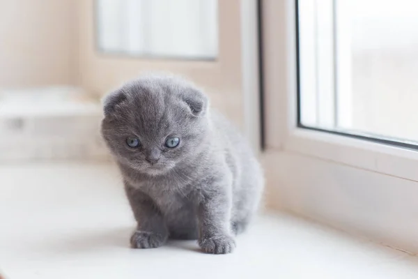 Escocés doblar pequeño lindo gatito —  Fotos de Stock