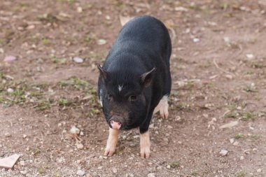 Yabani domuz veya domuz kapatın. Yabani hayvanlar ve bitkiler doğal ortamlarında