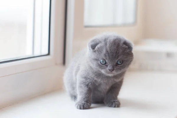 Escocês Dobre pequeno gatinho bonito — Fotografia de Stock