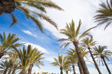 Mavi gökyüzüne karşı palmiye ağaçları.