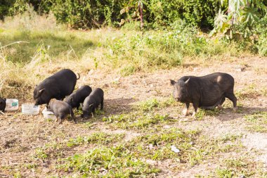 Yabani domuz veya domuz kapatın. Yabani hayvanlar ve bitkiler doğal ortamlarında