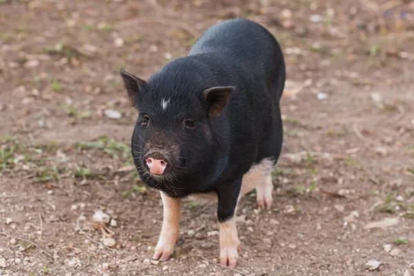 Jabalí negro salvaje o cerdo de cerca. Vida silvestre en hábitat natural — Foto de Stock