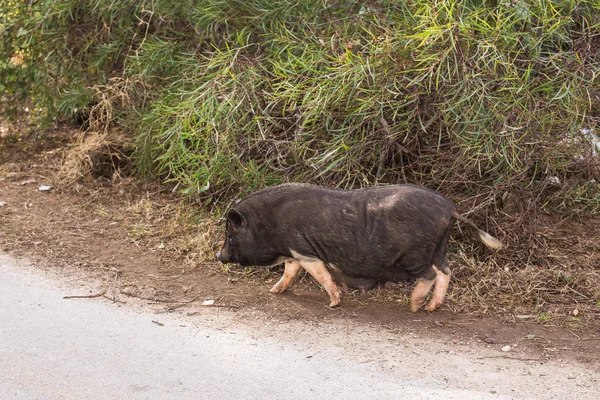 Черный кабан или свинья закрываются. Дикая природа в естественной среде обитания — стоковое фото