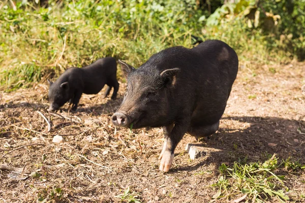 野生黑色野猪或猪。自然生境中的野生动物 — 图库照片