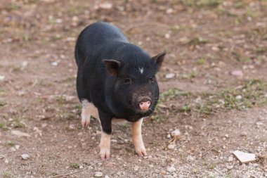 Yaban domuzu ya da domuz. Doğal yaşam ortamında vahşi yaşam