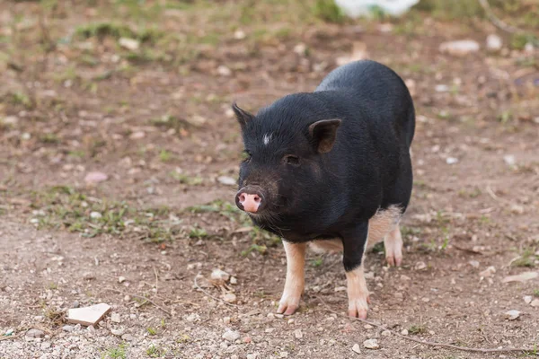Yaban domuzu ya da domuz. Doğal yaşam ortamında vahşi yaşam — Stok fotoğraf