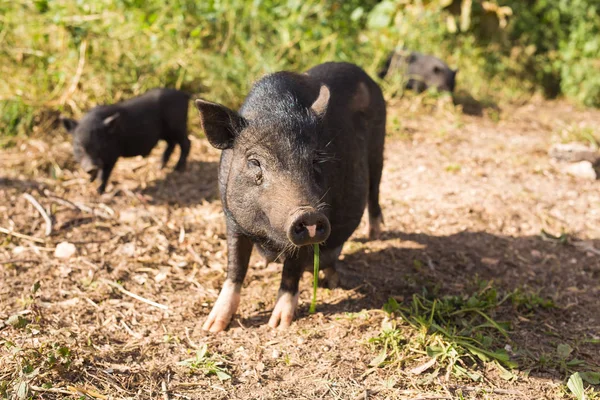 Jabalí negro salvaje o cerdo de cerca. Vida silvestre en hábitat natural — Foto de Stock