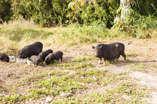 Детские дикие свиньи — стоковое фото