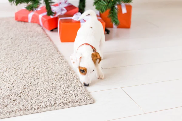 Σκυλί Jack Russel κάτω από ένα χριστουγεννιάτικο δέντρο με δώρα για τον εορτασμό των Χριστουγέννων — Φωτογραφία Αρχείου