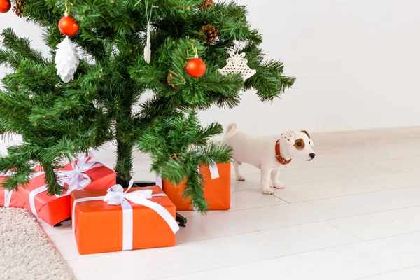 Σκυλί Jack Russel κάτω από ένα χριστουγεννιάτικο δέντρο με δώρα για τον εορτασμό των Χριστουγέννων — Φωτογραφία Αρχείου