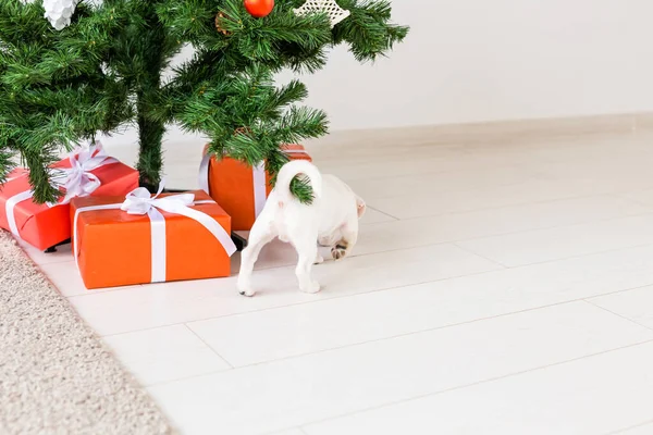 Dog jack russel onder een kerstboom met geschenken vieren Kerstmis — Stockfoto