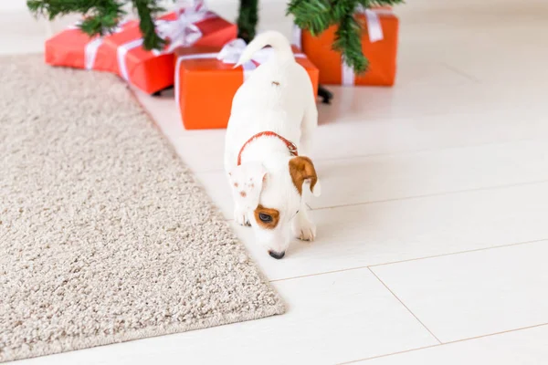 Dog jack russel onder een kerstboom met geschenken vieren Kerstmis — Stockfoto
