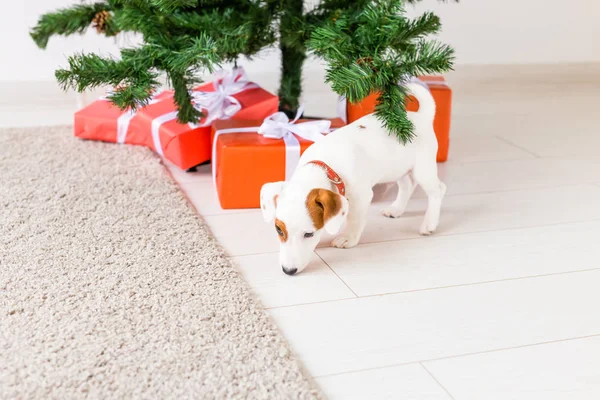 Pies jack russel pod choinką z prezentów świętujących Boże Narodzenie — Zdjęcie stockowe