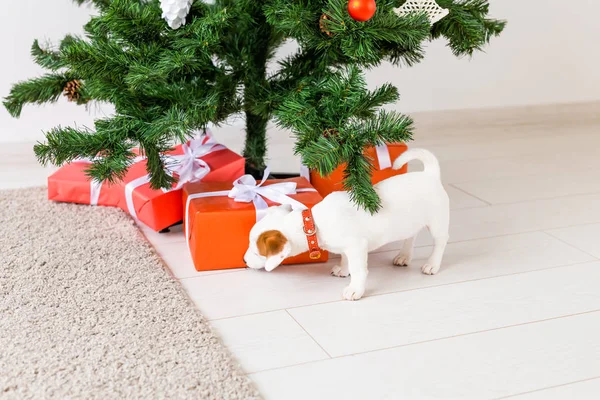 Dog jack russel onder een kerstboom met geschenken vieren Kerstmis — Stockfoto