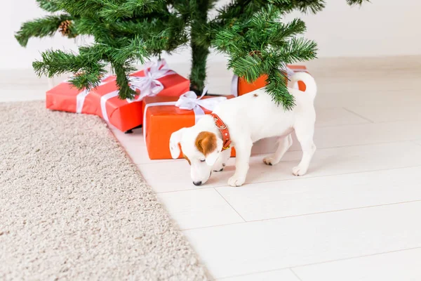 Dog jack russel onder een kerstboom met geschenken vieren Kerstmis — Stockfoto