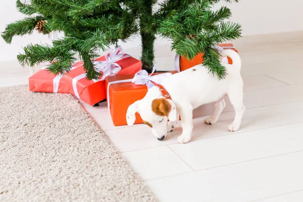 Dog jack russel onder een kerstboom met geschenken vieren Kerstmis — Stockfoto