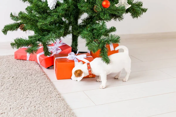 Dog jack russel onder een kerstboom met geschenken vieren Kerstmis — Stockfoto