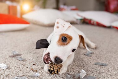 Noel ve evcil hayvan konsepti - Jack Russell Terrier köpek yavrusu köknarı kemiriyor