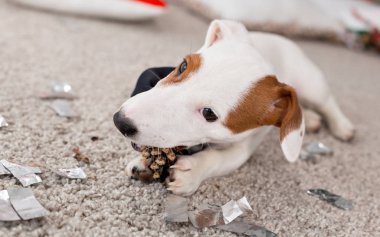 Noel ve evcil hayvan konsepti - Jack Russell Terrier köpek yavrusu köknarı kemiriyor