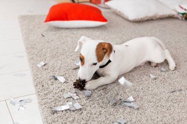 Noel ve evcil hayvan konsepti - Jack Russell Terrier köpek yavrusu köknarı kemiriyor