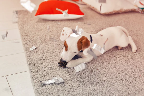 Noel ve evcil hayvan konsepti - Jack Russell Terrier köpek yavrusu köknarı kemiriyor