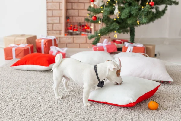 Kerst en huisdier concept - kleine Jack Russell Terrier — Stockfoto