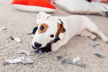 Noel ve evcil hayvan konsepti - Jack Russell Terrier köpek yavrusu köknarı kemiriyor