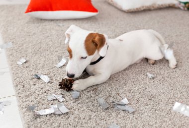 Noel ve evcil hayvan konsepti - Jack Russell Terrier köpek yavrusu köknarı kemiriyor