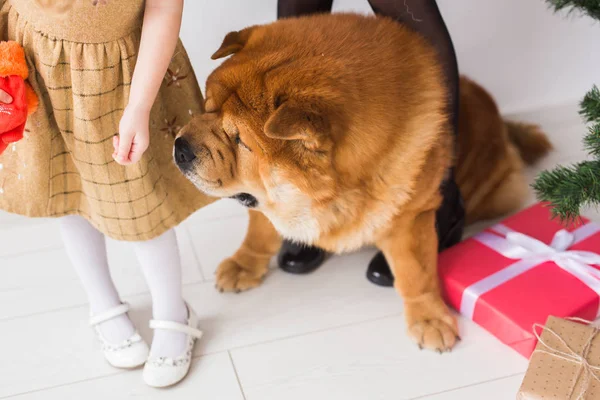 Huisdier, vakantie en feestelijk concept - Gezin met hond staan in de buurt van kerstboom. — Stockfoto