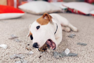 Noel ve evcil hayvan konsepti - Jack Russell Terrier köpek yavrusu köknarı kemiriyor