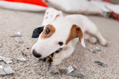 Noel ve evcil hayvan konsepti - Jack Russell Terrier köpek yavrusu köknarı kemiriyor