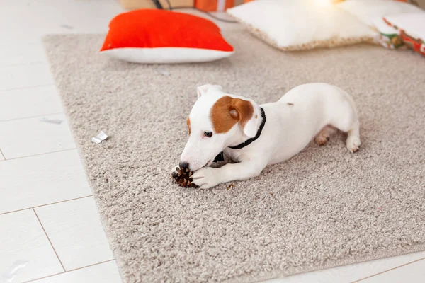 Navidad y el concepto de mascota - Jack Russell terrier cachorro mordisquitos en un abeto — Foto de Stock