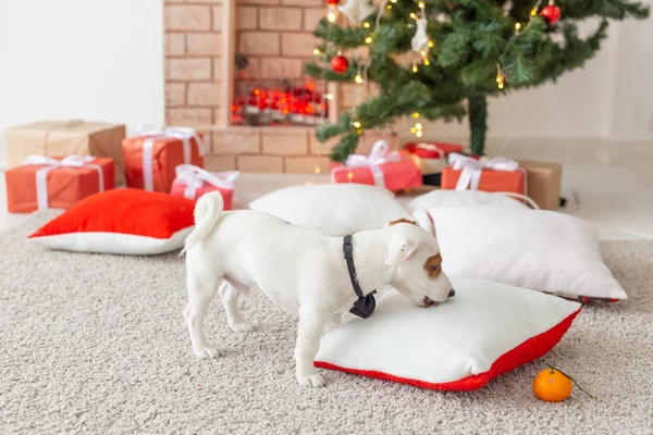 Navidad y concepto de mascota - pequeño Jack Russell Terrier — Foto de Stock